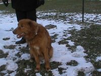 Pinon (2)